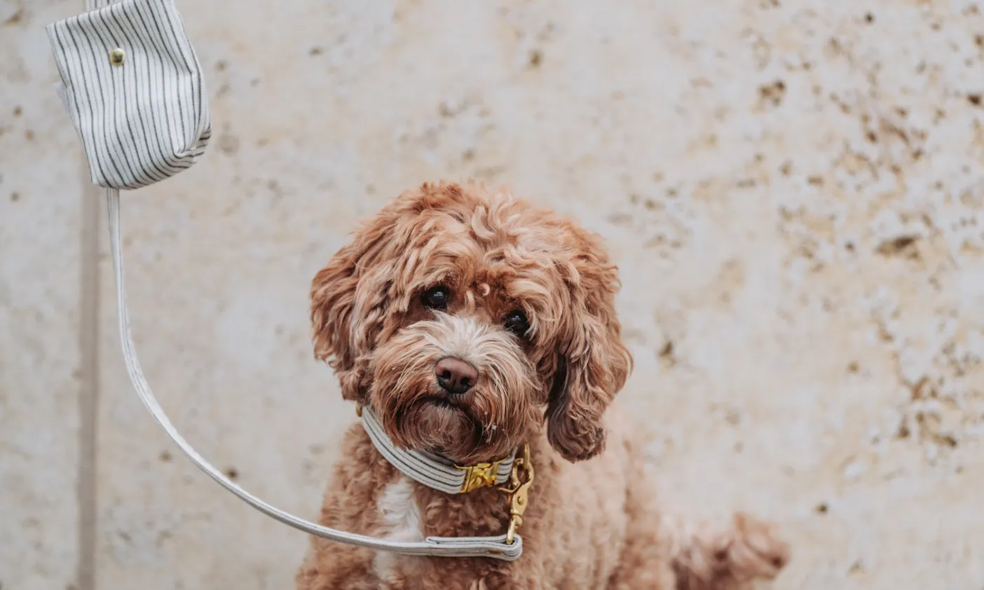 veganes Hundezubehör Fräulein Lotti