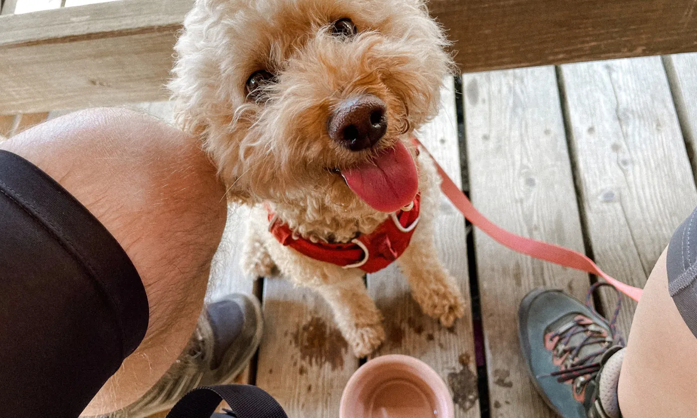 Mit Hund in der Kafma Alm in Tirol