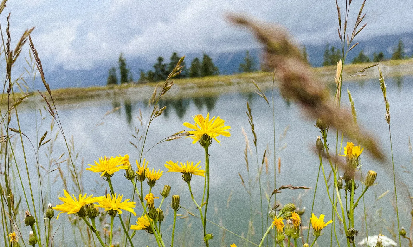Flora am Astbergsee in Tirol