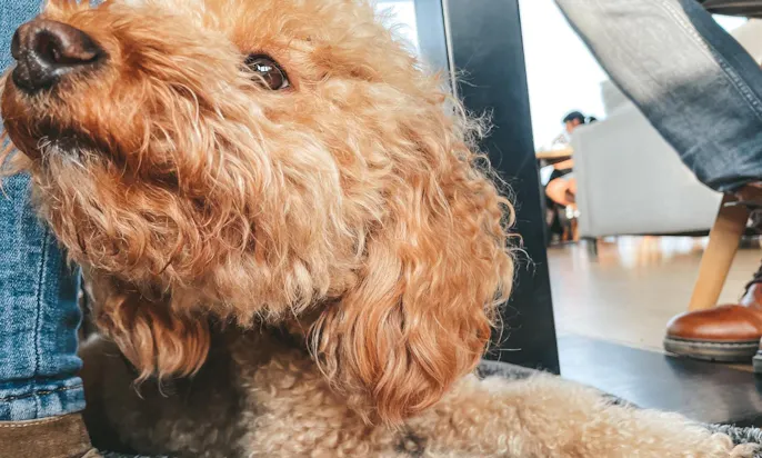 Uptown Sky Lounge & Restaurant in Aachen mit Hund