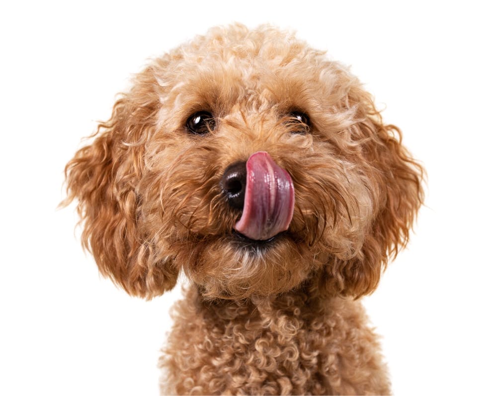 Hundeverzeichnis von Java Minidoodle