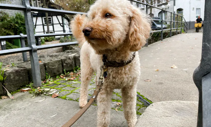 Tagesausflug Herdecke in NRW mit Hund