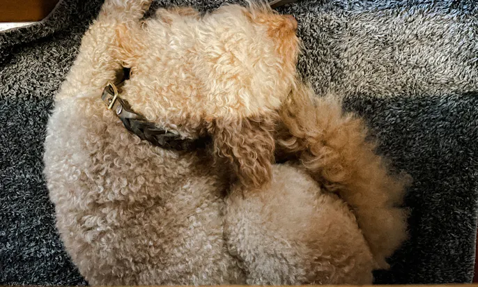 Hundefreundliche Restaurants in NRW