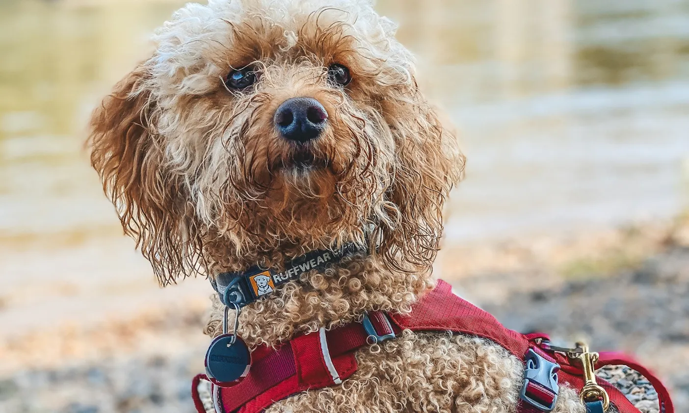 Trekkingausrüstung für kleine Hunde