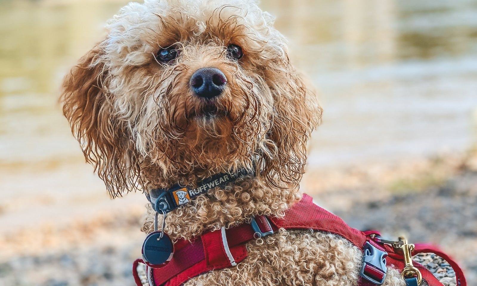 Goldendoodle mit Ruffwear Haldband und Ruffwear Geschirr beim Wandern