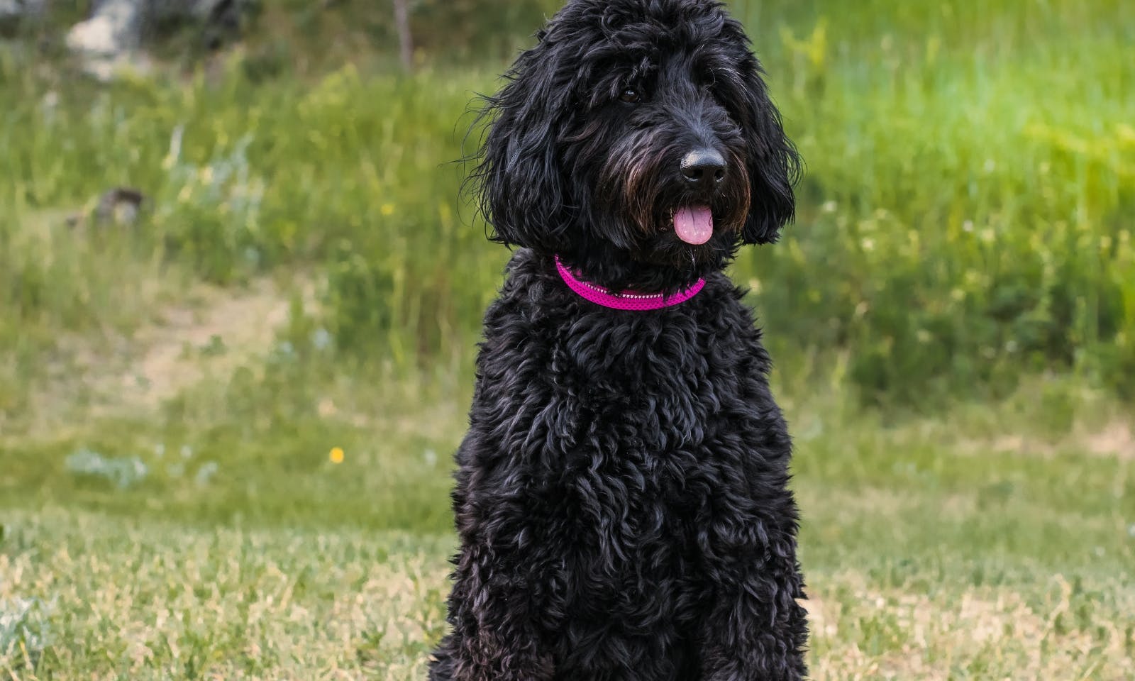 Schwarzer Goldendoodle