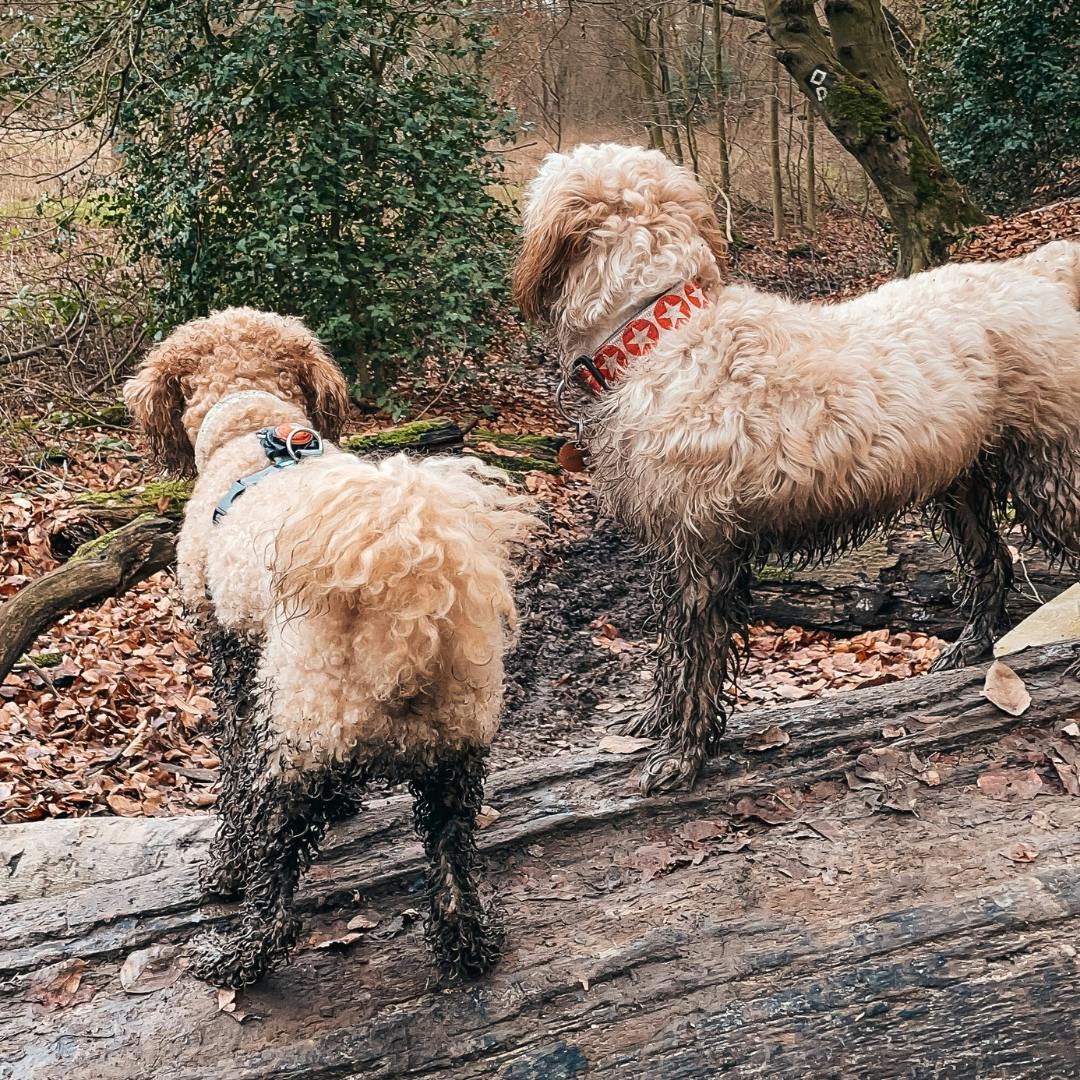 Schmuddelwetter Guide für Hunde: Tipps und Produkt-Empfehlungen bei schlechtem Wetter für Hunde