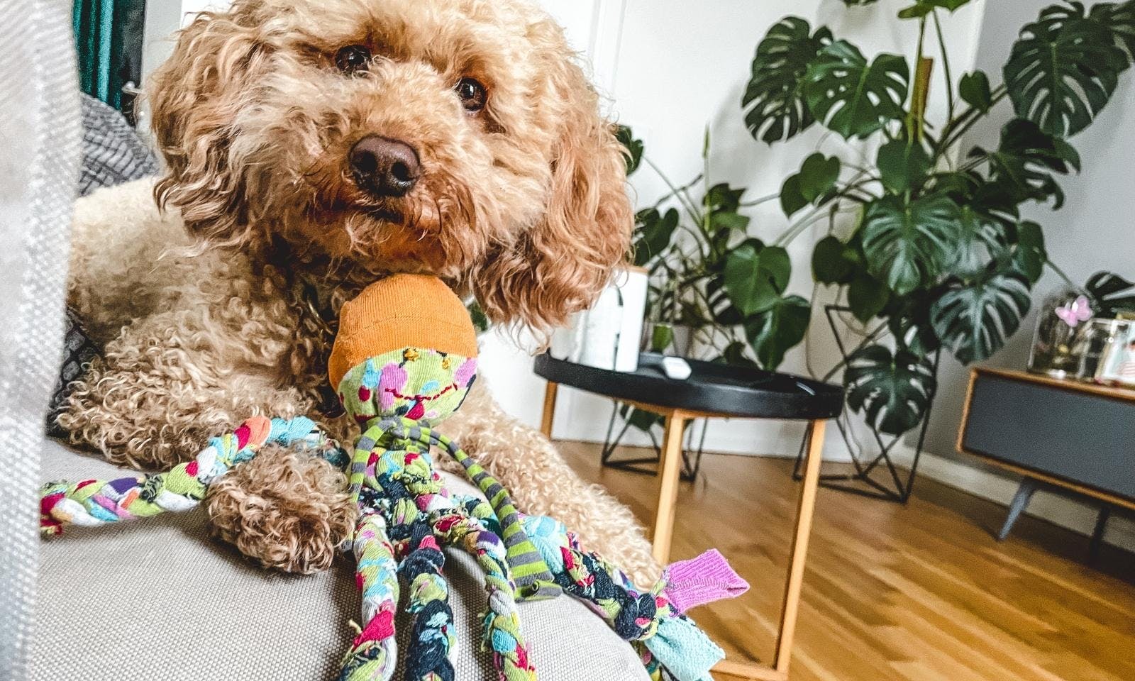 Hundespielzeug aus alten Socken basteln: Die Socken-Krake für Hunde