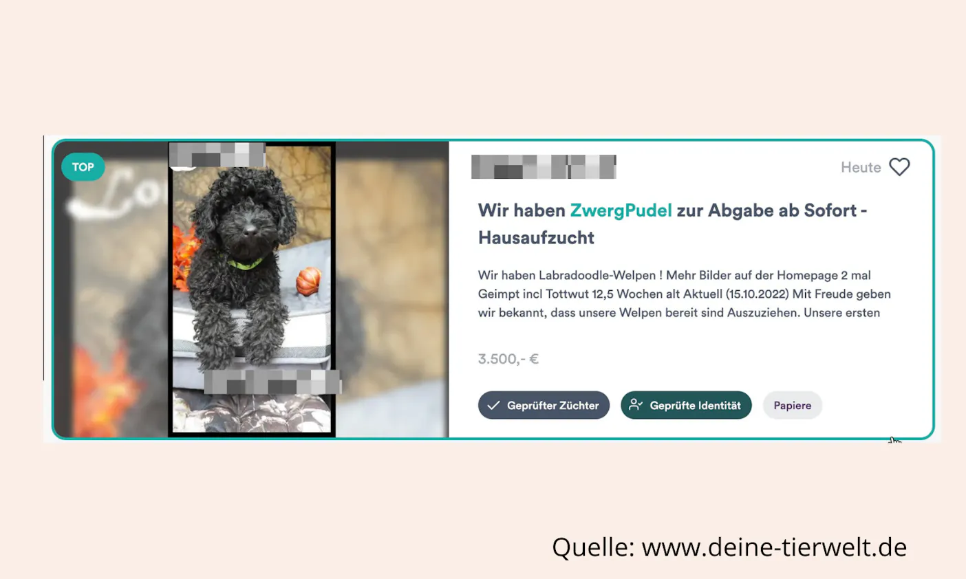Labradoodle Wucherpreise