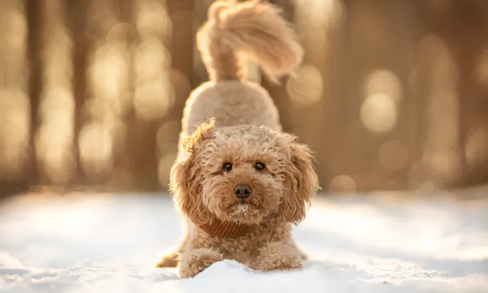 Goldendoodle Java zeigt den Hudnetrick Booty / Diener