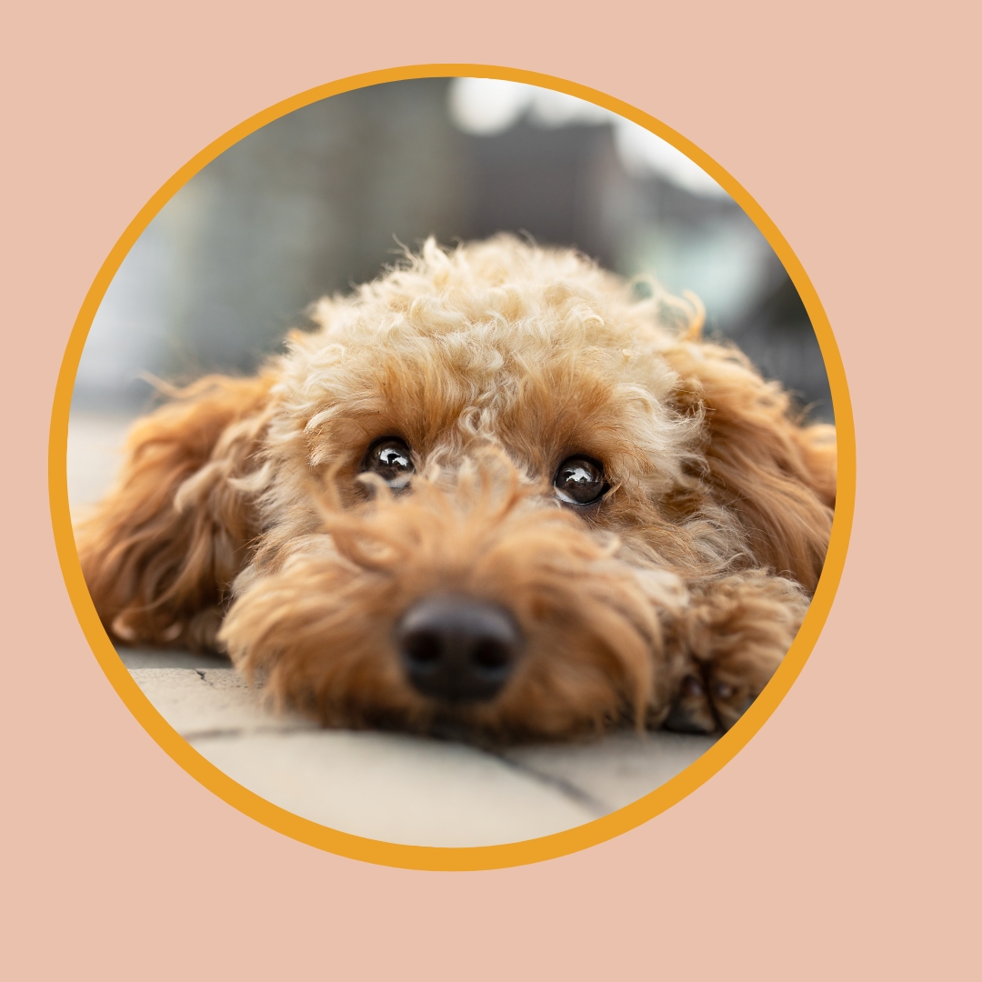 Allgemeine Themen rund um den Hund