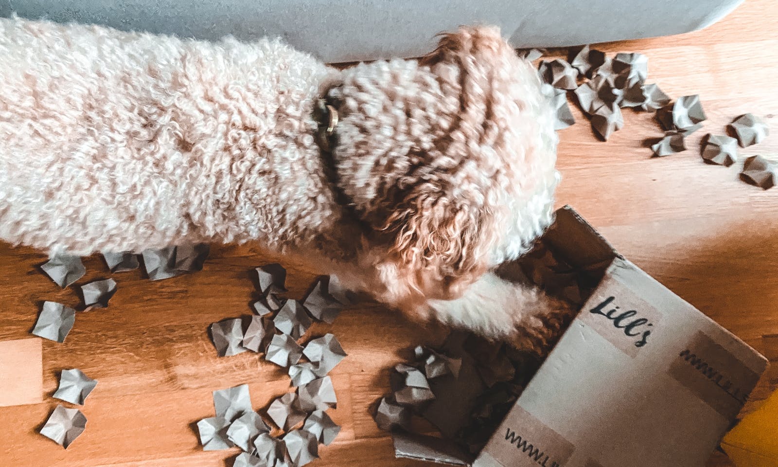 Schnüffelkarton für Hunde