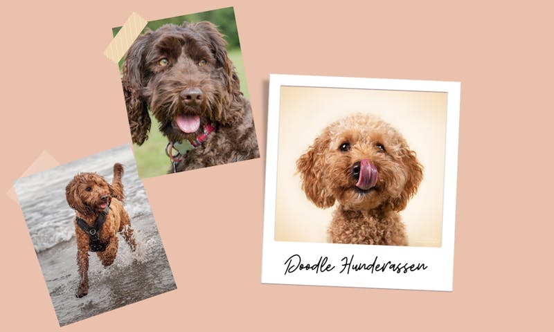 Doodle Hunderassen im Überblick