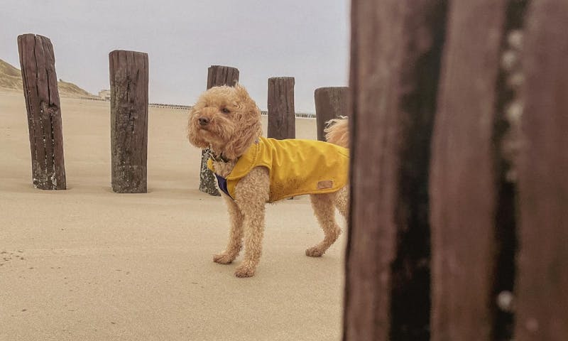 Strand in Zoutelande mit Hund