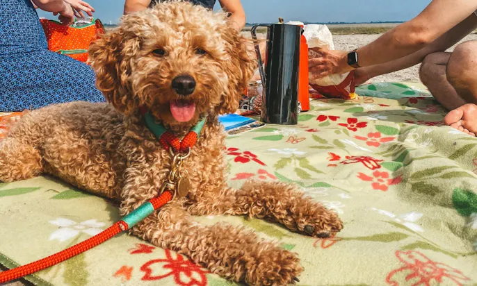 personalisierte Hundemarken mit Telefonnummern