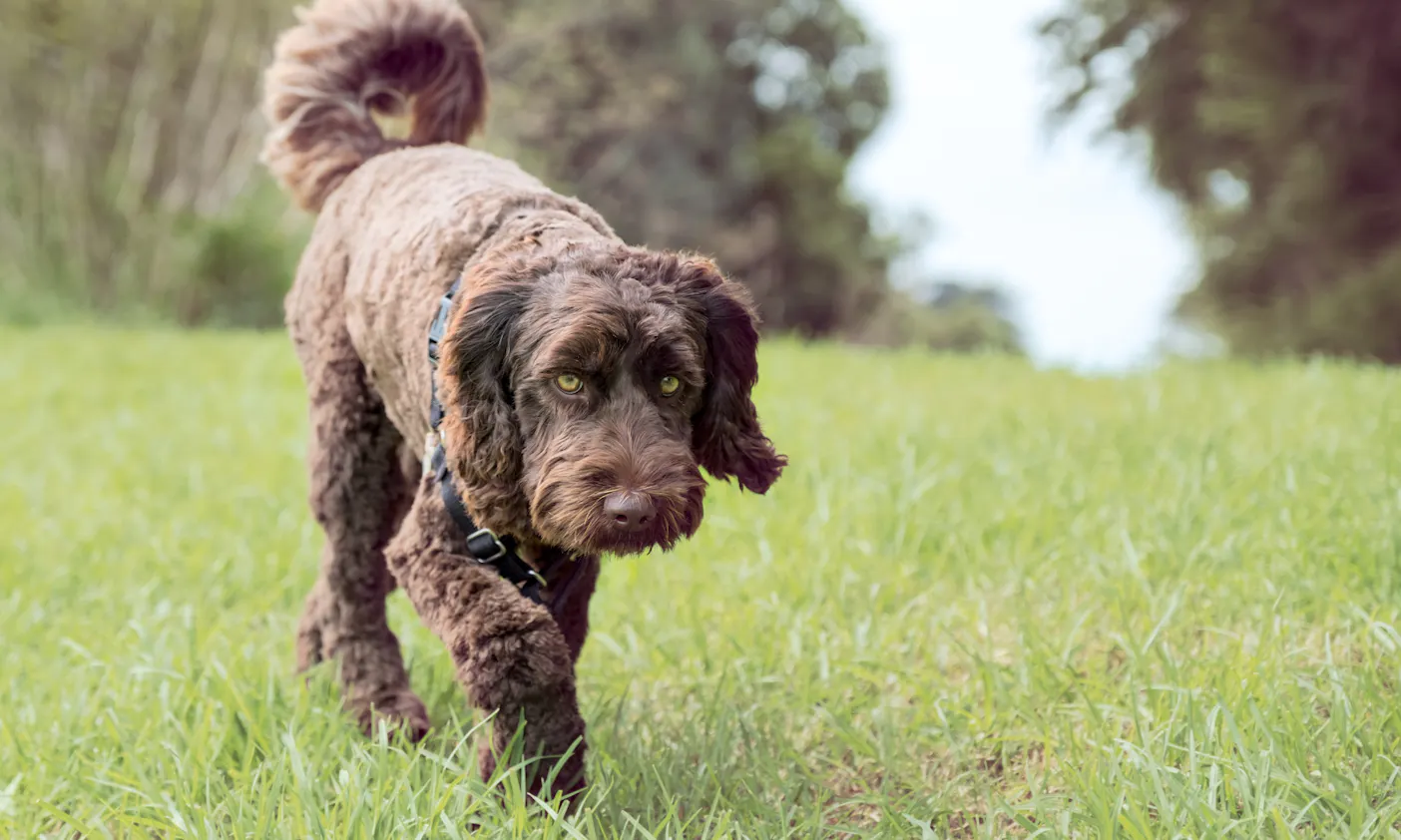 Pudelmischlinge wie Labradoodle sind teuer