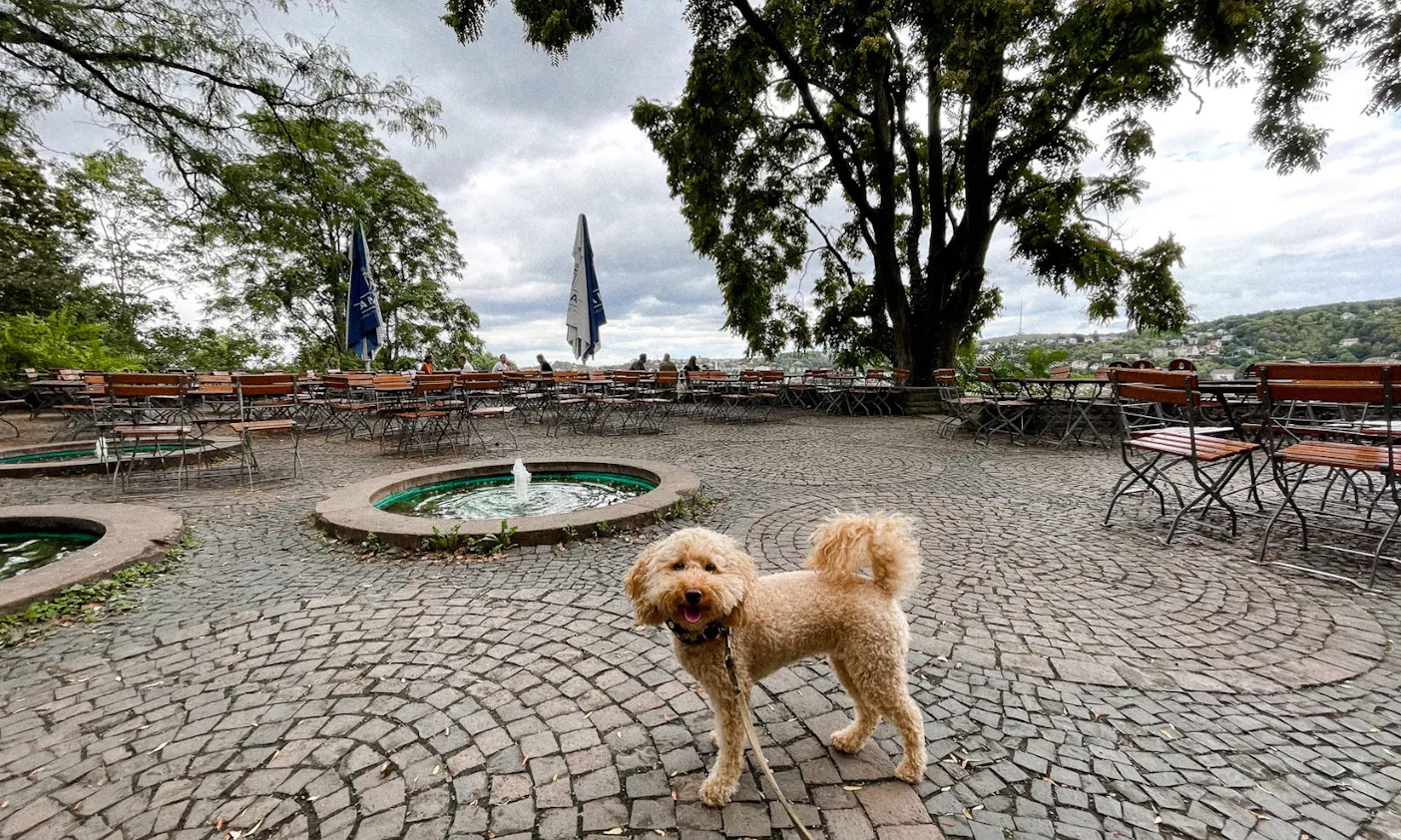 Biergarten Tschechen & Söhne in Stuttgart mit Hund
