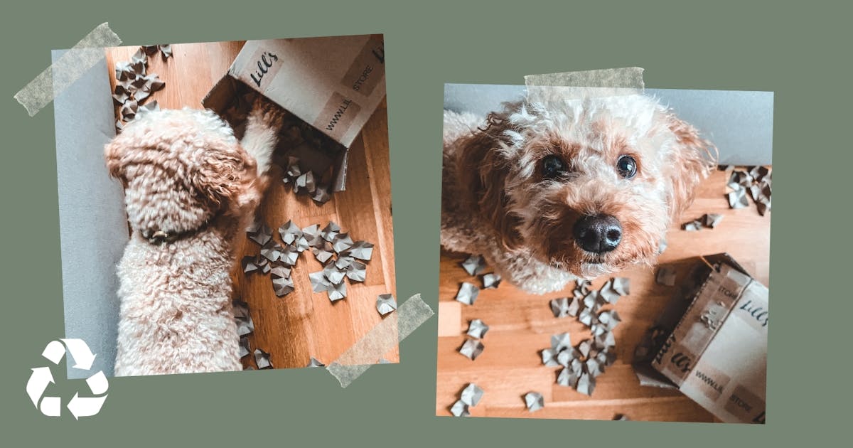 Einfache Beschäftigung für Hunde in der Wohnung Recycelter Karton 🐾