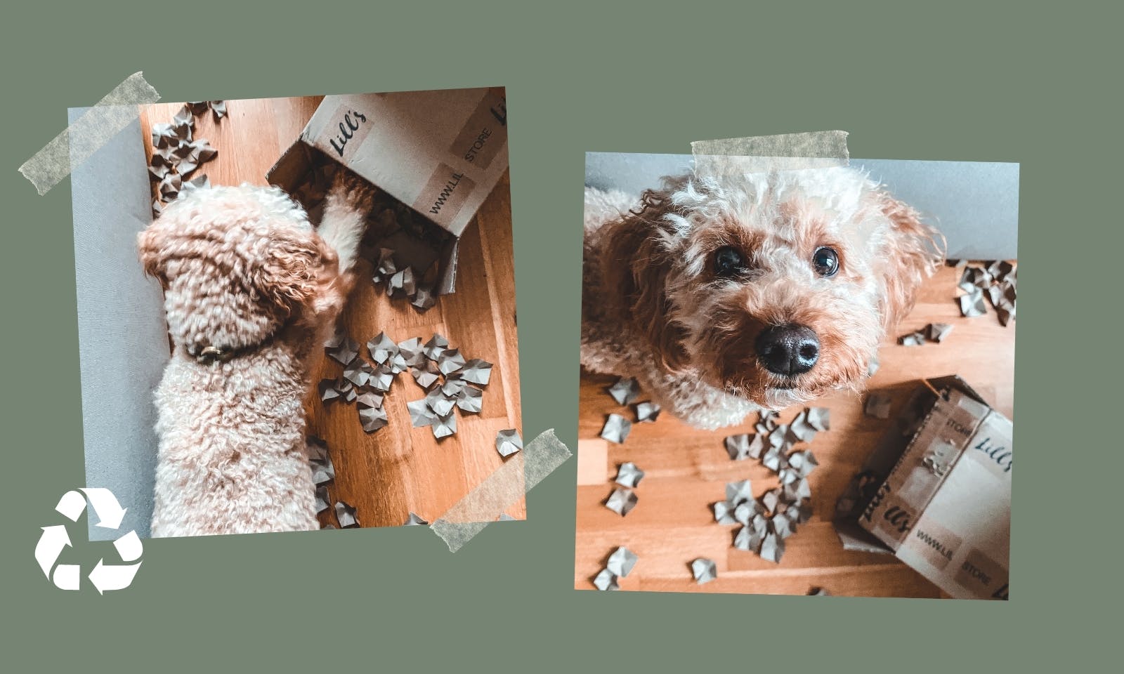 Nachhaltige Hundebeschäftigung drinnen mit einem einfachen Karton