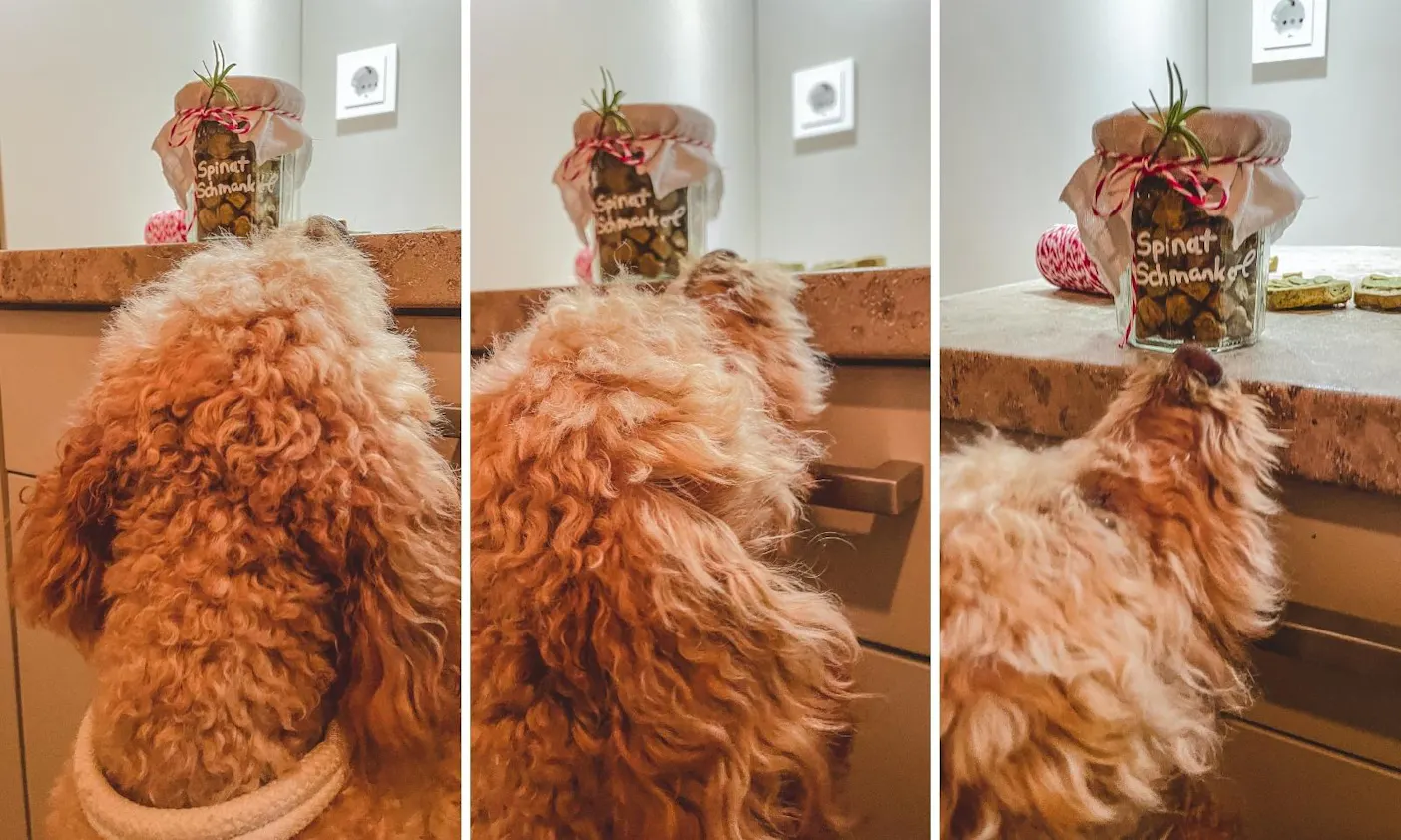 Java liebt ihre Hundekekse aus der Collory Backmatte
