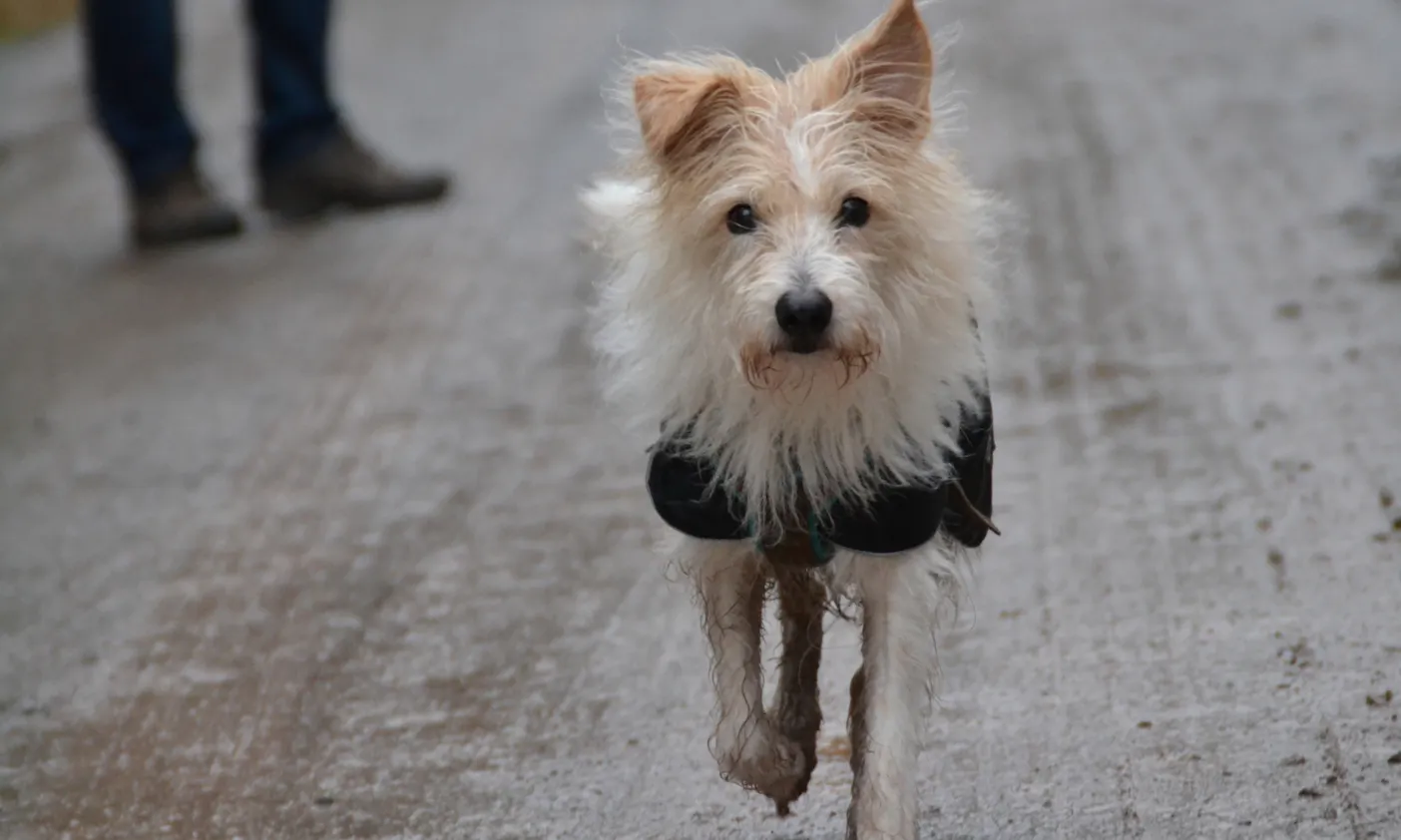 Kromfohrländer Hündin mit schwarzem Wintermantel beim Wandern im Harz