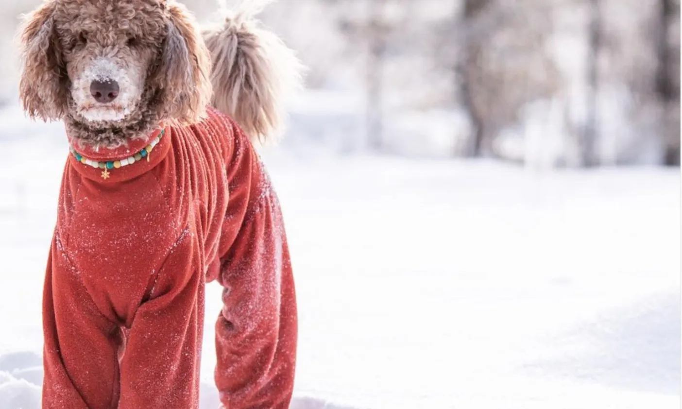 Pudel mit ganzkörper Wintermantel