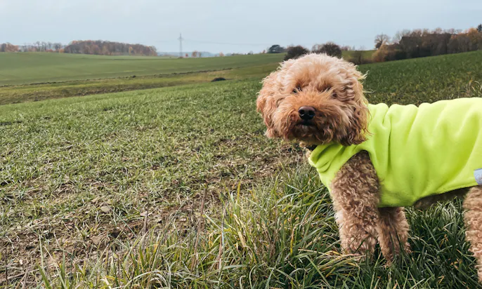 Bergischer Weg mit Goldendoodle Hündin Java