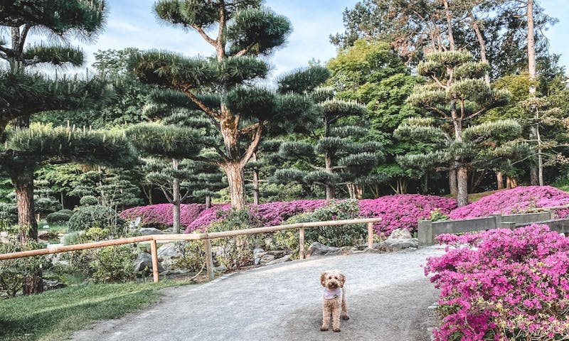 Japanischer Garten mit Hund