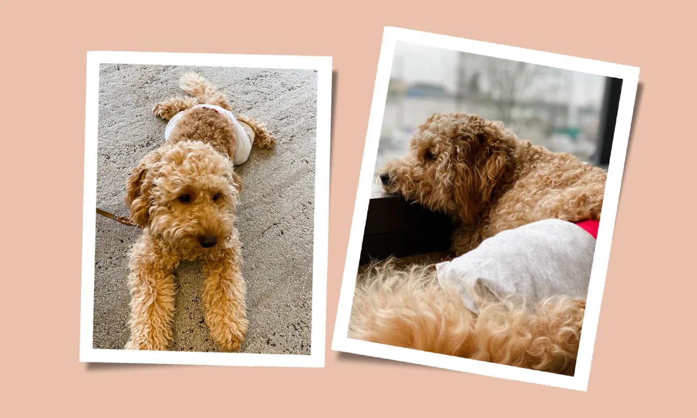 Erste Läufigkeit Goldendoodle