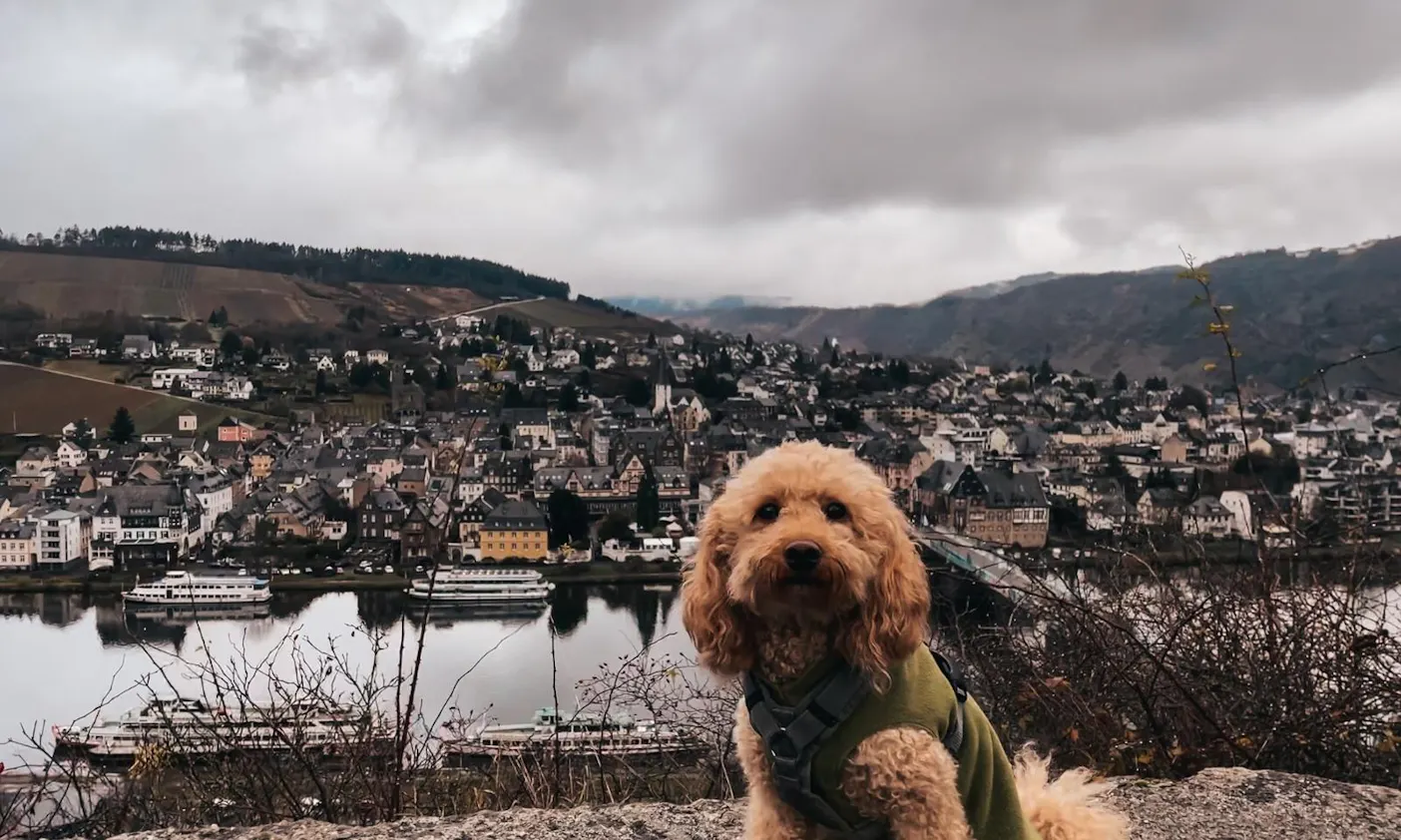 Wandern mit Hund zur Grevenburg an der Mosel