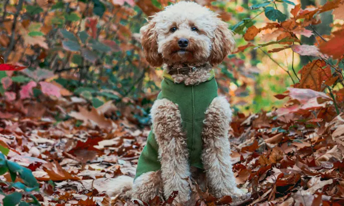 Minigoldendoodle im Wald mit Wintermantel