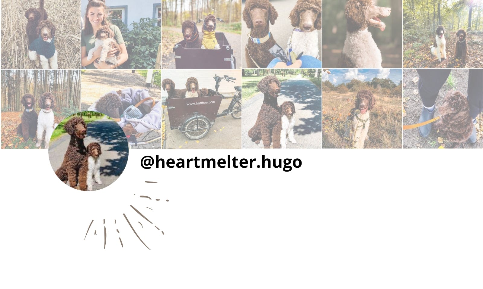 Petfluencer Hugo