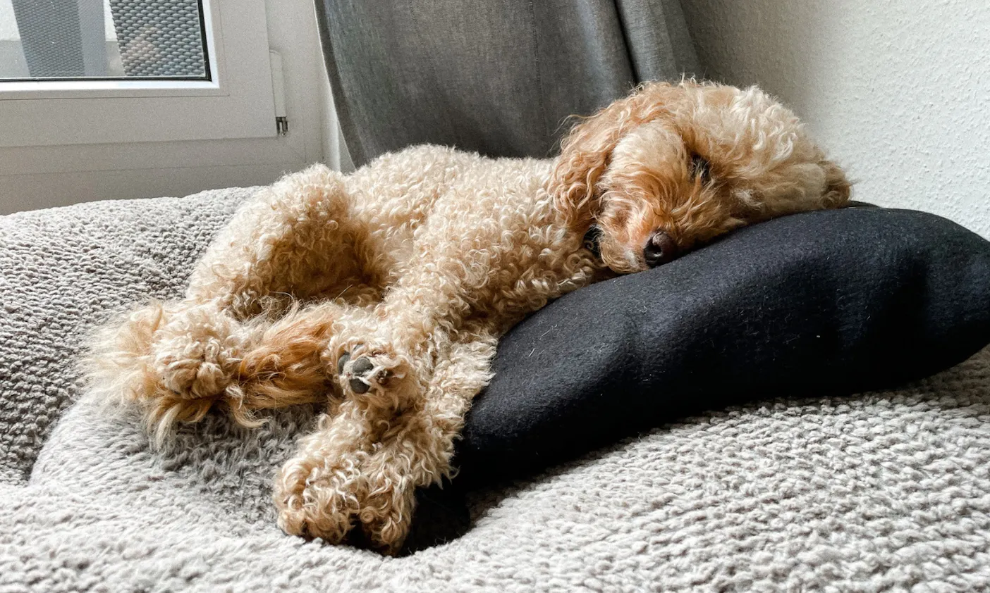 Pudel auf dem orthopädischen Hundebett von Frau Frauchen Wolke