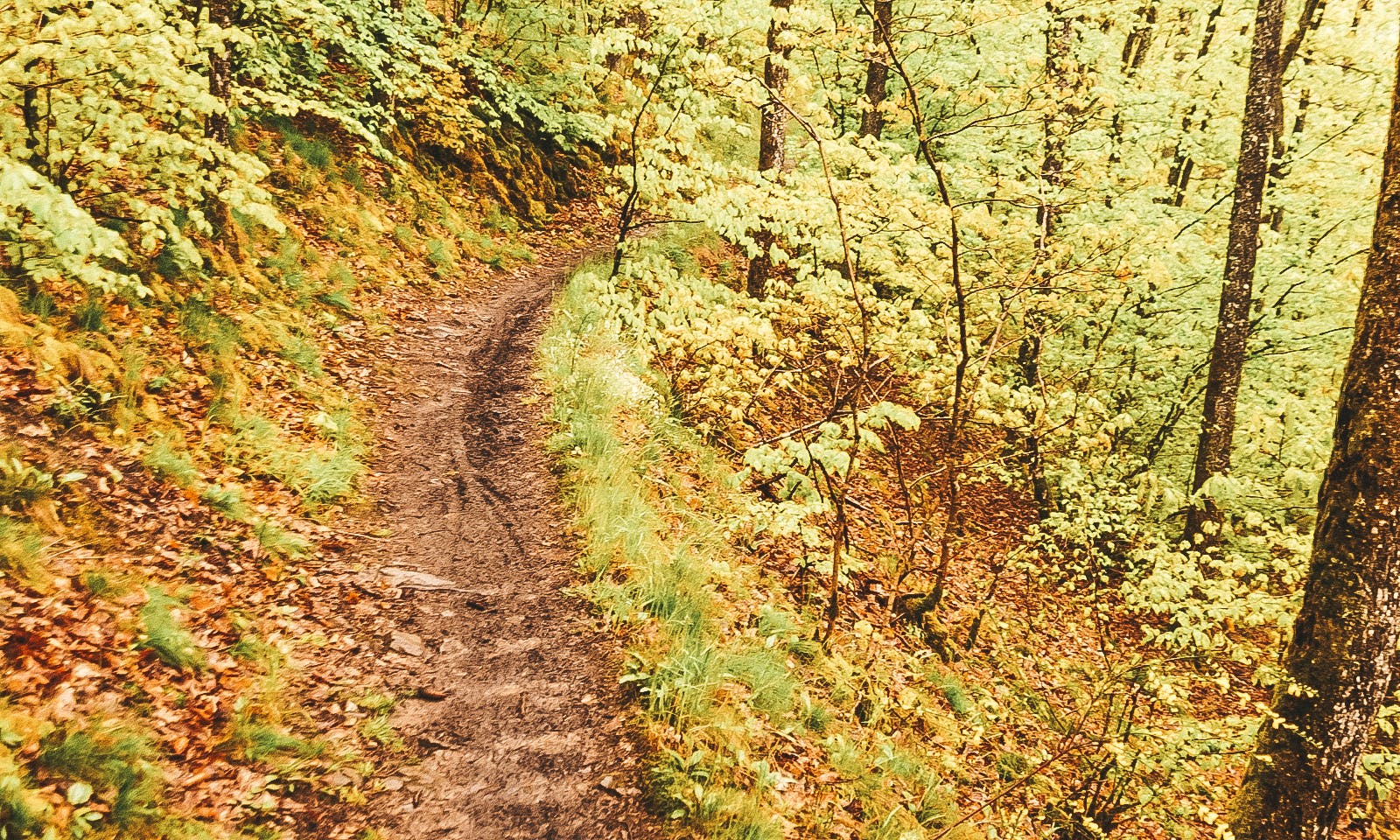 Eifelsteig durch Rheinland-Pfalz