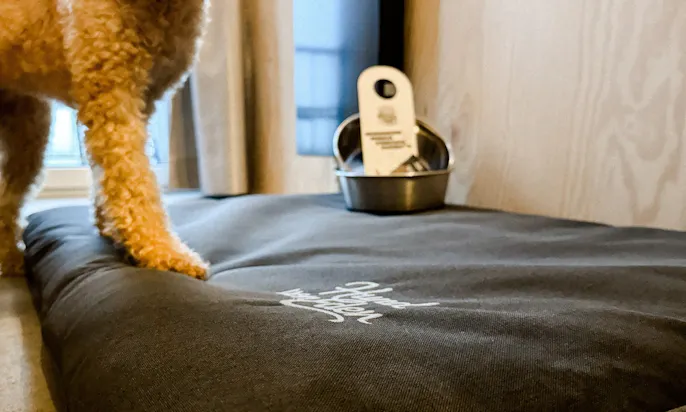 Hund steht auf einem Hundekörbchen von Cloud7 mit dem Logo von Hund von Eden