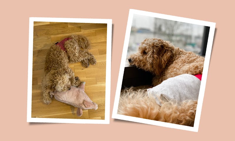 Alles über die Läufigkeit einer Hündin: Tipps & Tricks aus erster Hand