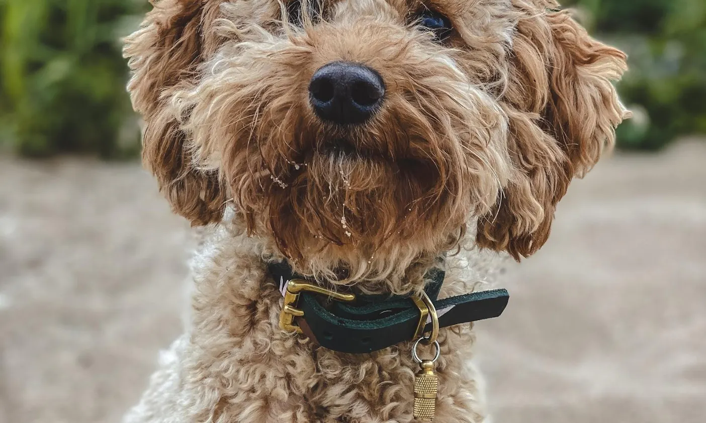 Adressanhänger zum Schrauben für Hunde