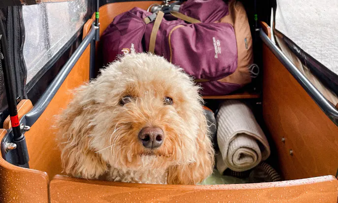 Mini Goldendoodle im Lastenrad Babboe E-Go