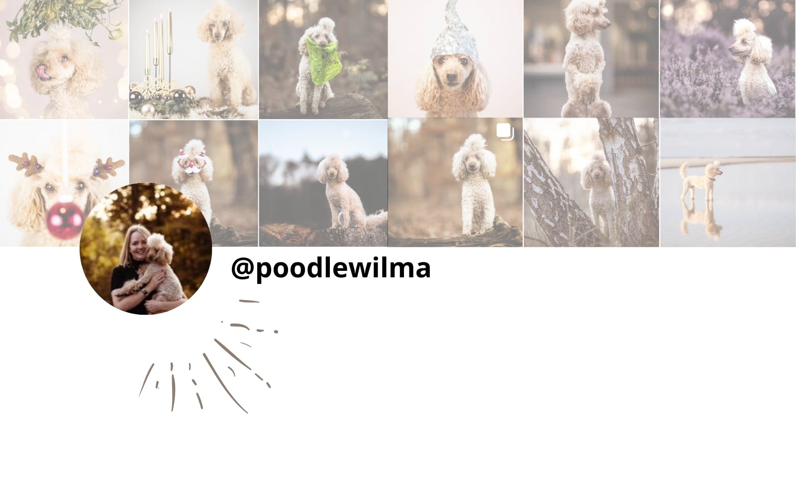 Petfluencer Instagram: Pudel Wilma