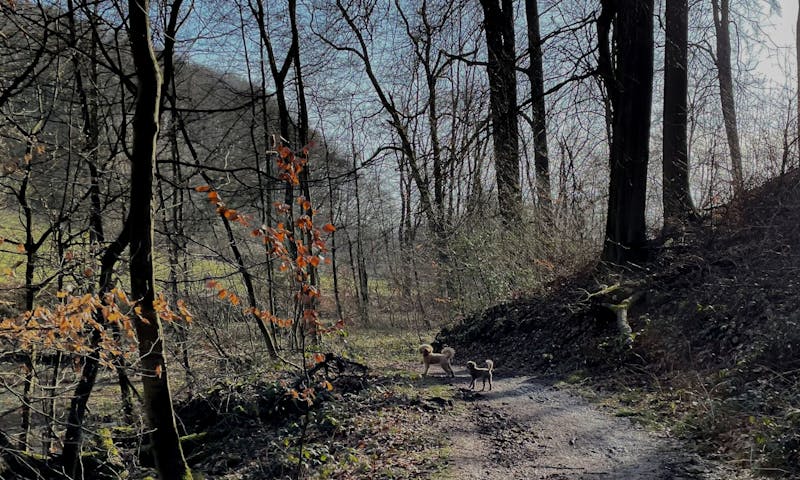 Wandern im Wald mit Hund in NRW