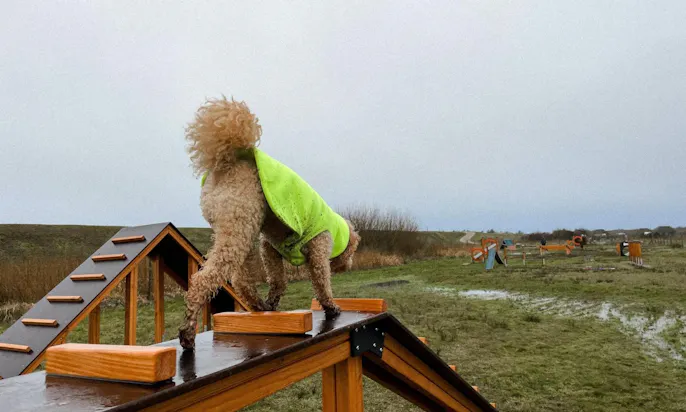 Warmer Fleece-Hundepullover in neongelb für Pudel