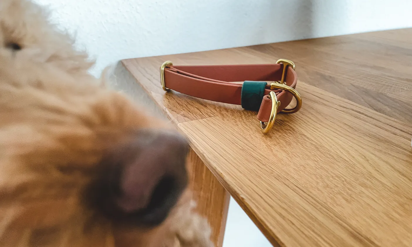 Halsband aus Biothane von Schmuddelhund