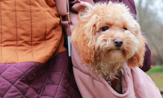 Pudel in der skandinavische Hundetasche von tadazhi