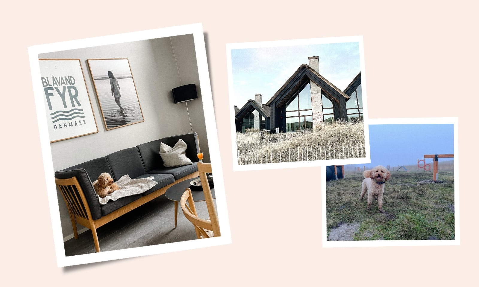 Urlaub mit Hund im Hvidbjerg Strand Feriepark in Dänemark: Tipps und Erfahrungen