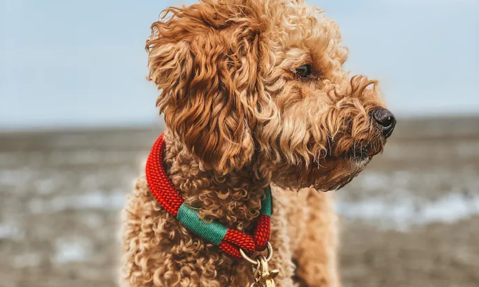 Hundestrand Hooksiel in Ostfriesland