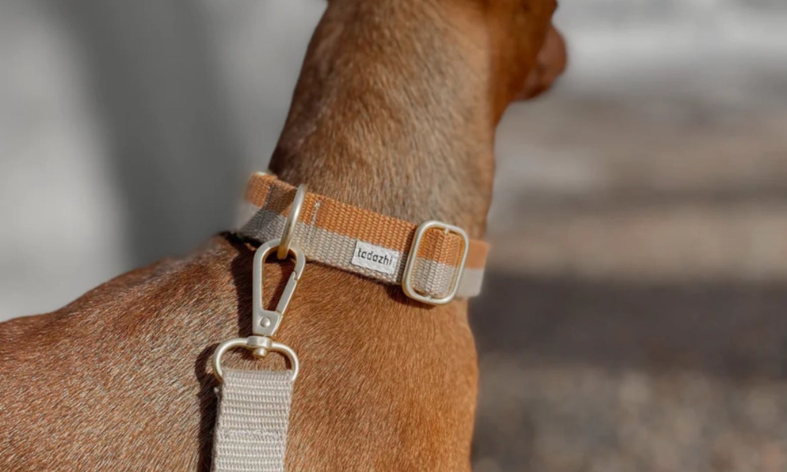 Hund mit skandinavischen Baumwollen-Halsband von tadazhi