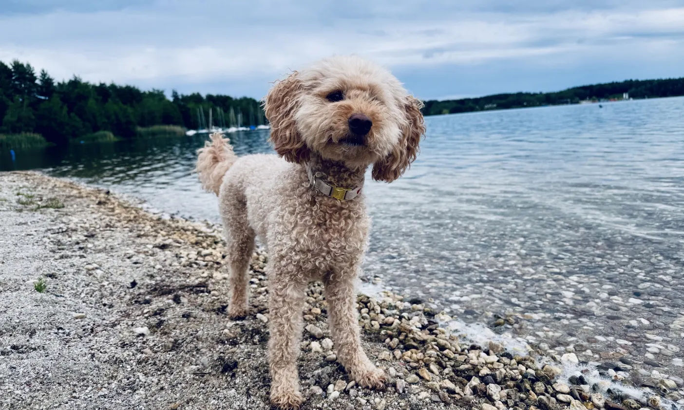 Hund vor dem Steinberger See