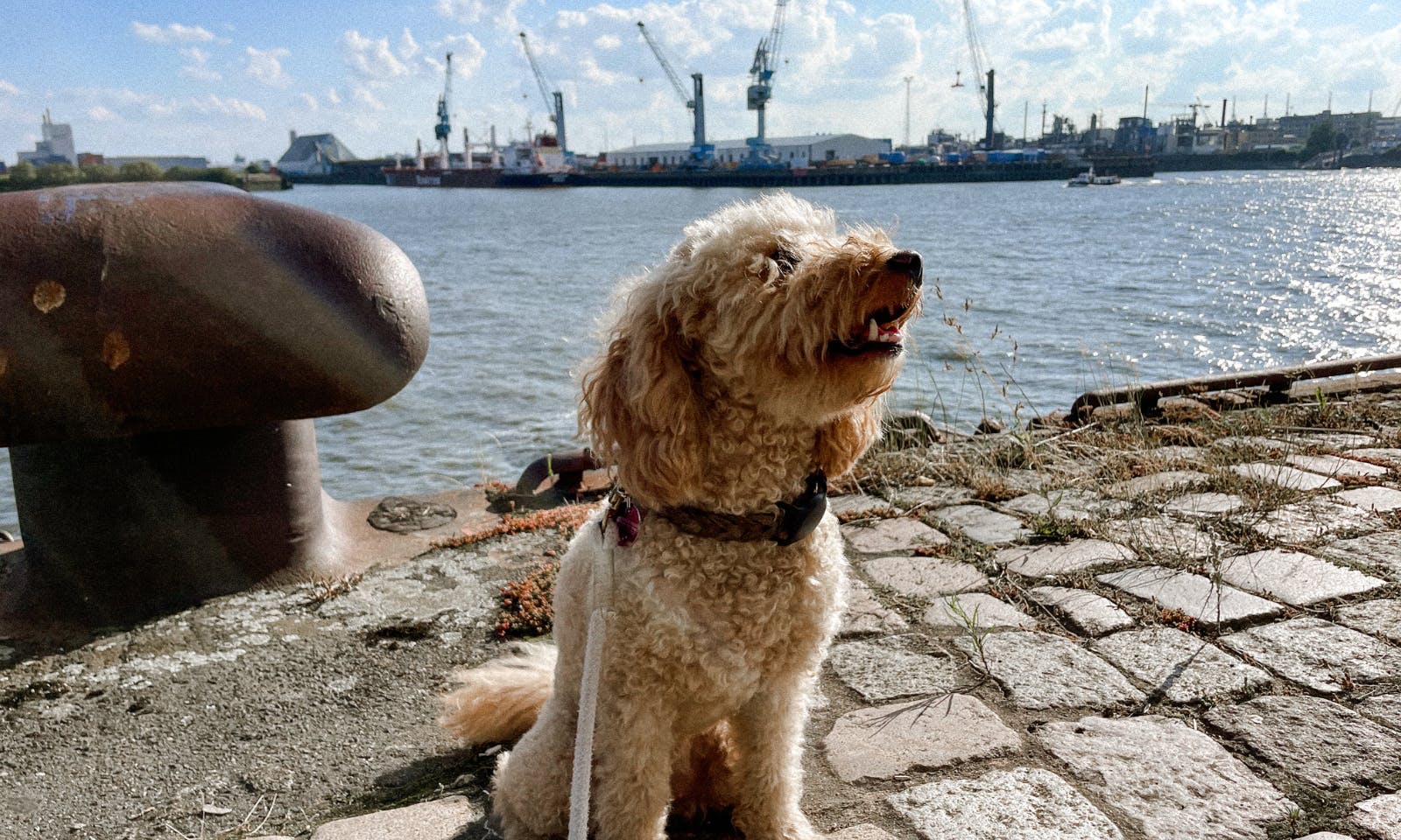 HafenCity mit Hund