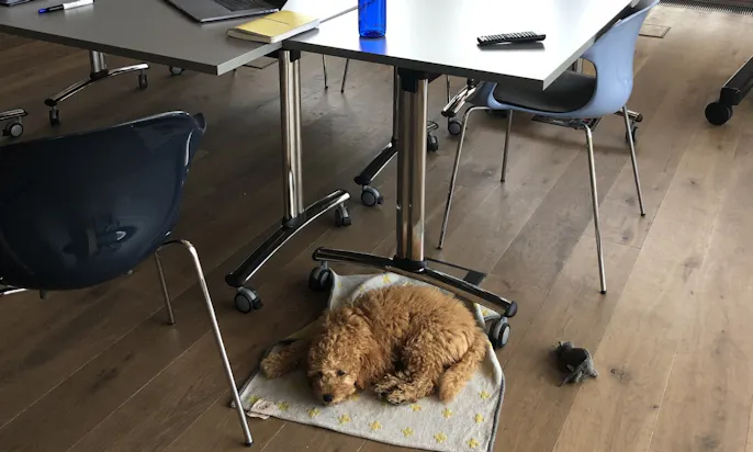 Goldendoodle Welpe im Büro