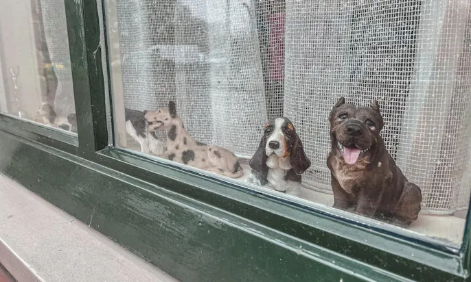 Burgh-Haamstede ist hundefreundlich